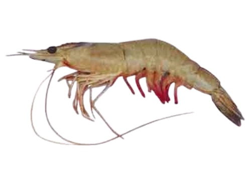 Brown – M. affinis